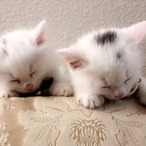 Meet your Posher, Shaz